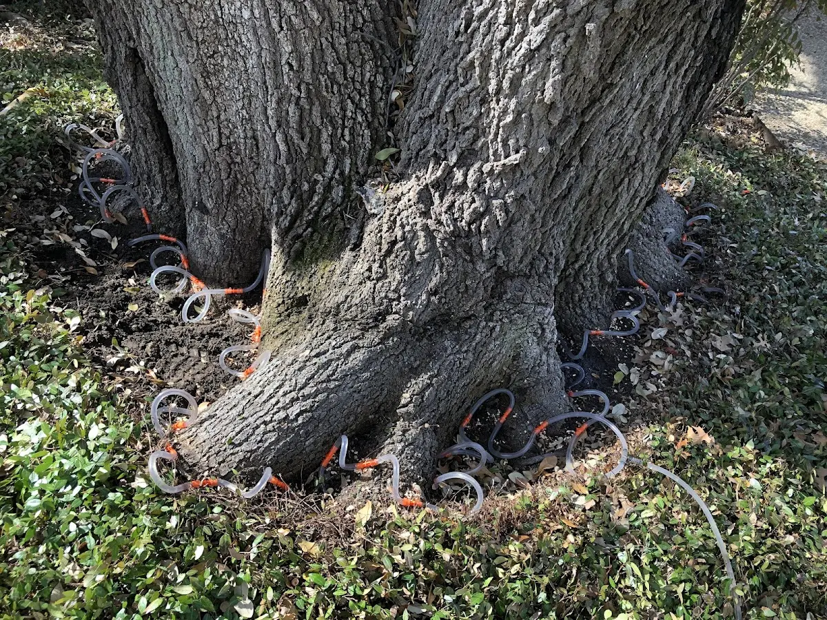 Detailed Tree Cabling and Bracing job site in Larchwood