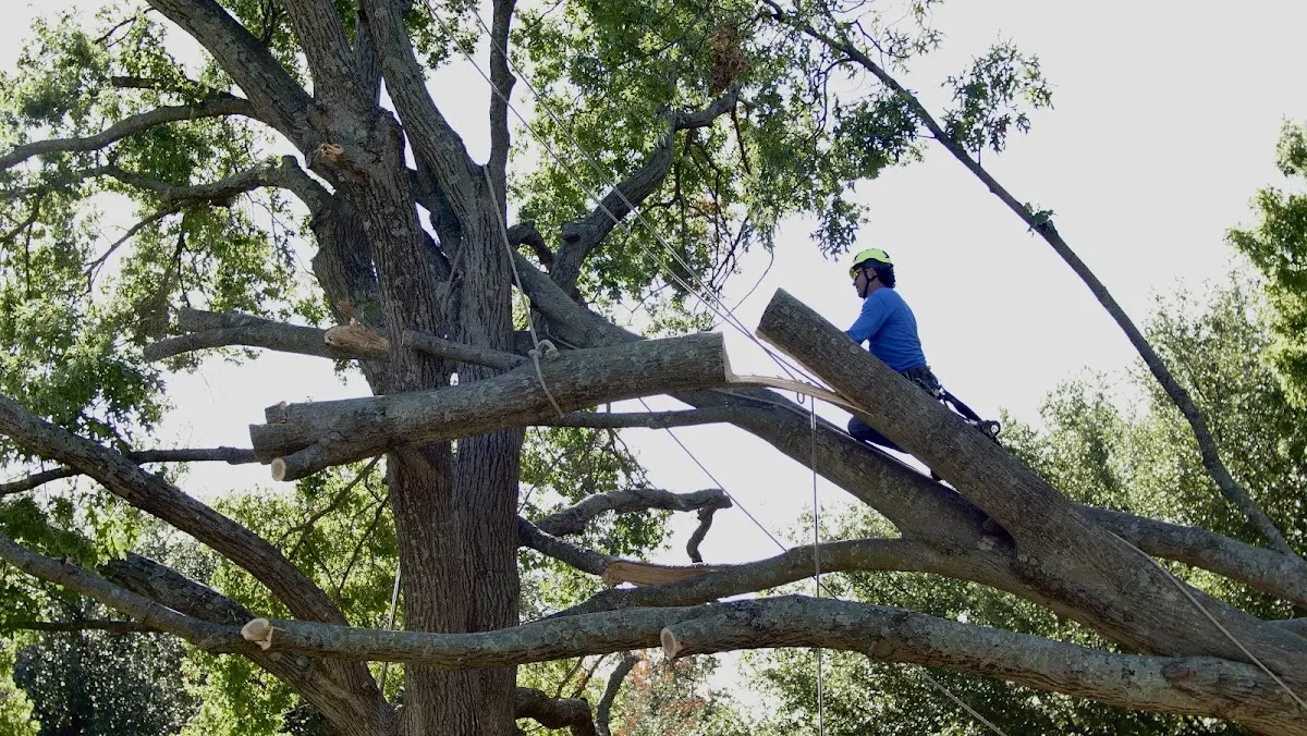 Professional Hazardous Tree Removal performed by certified arborists in Larchwood