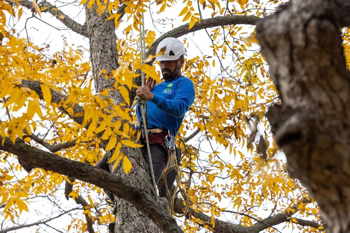 Skilled Tree Pruning crew working in Larchwood