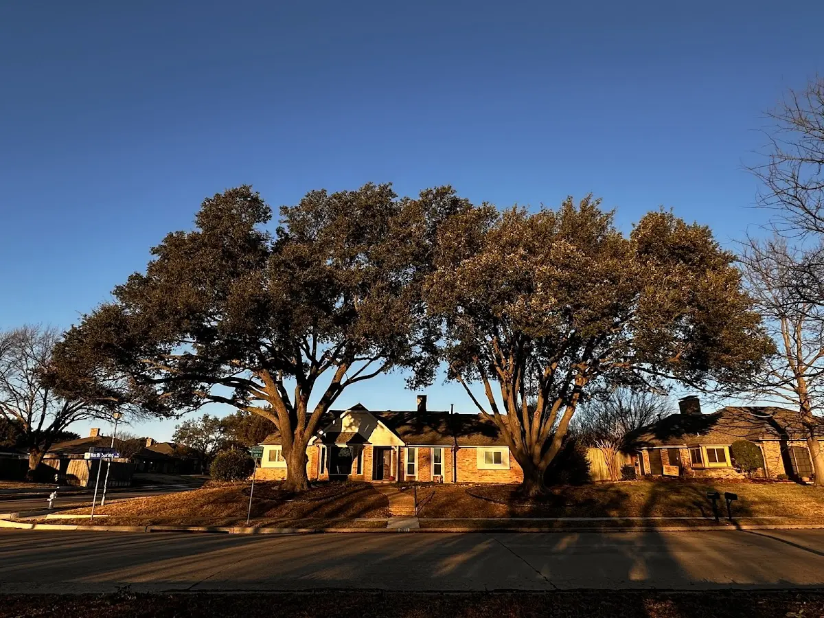Established residential canopy tree shading a home in Larchwood